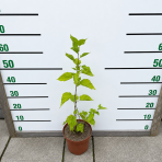 Moruša trpasličia (Morus rotundiloba) 'Mojo Berry' ® - výška 50-60 cm, kont. C3L